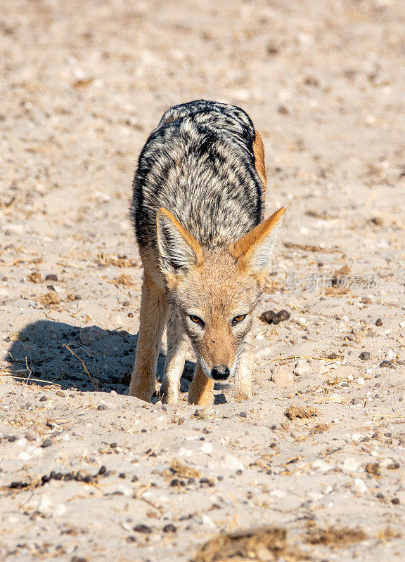 在纳米比亚库内内埃托沙国家公园Ozonjuitji M’bari水坑的黑背豺狼